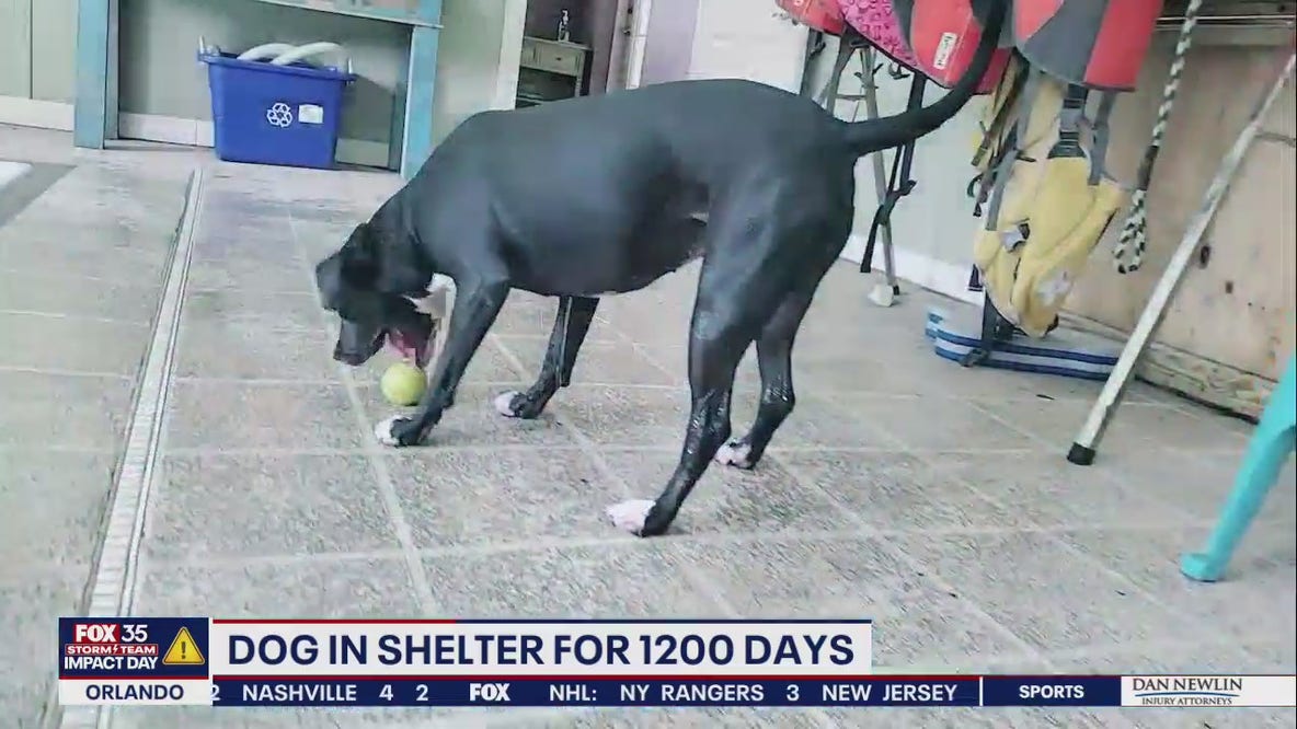 Dog named 'Faith' waiting to be adopted for more than 1,200 days
